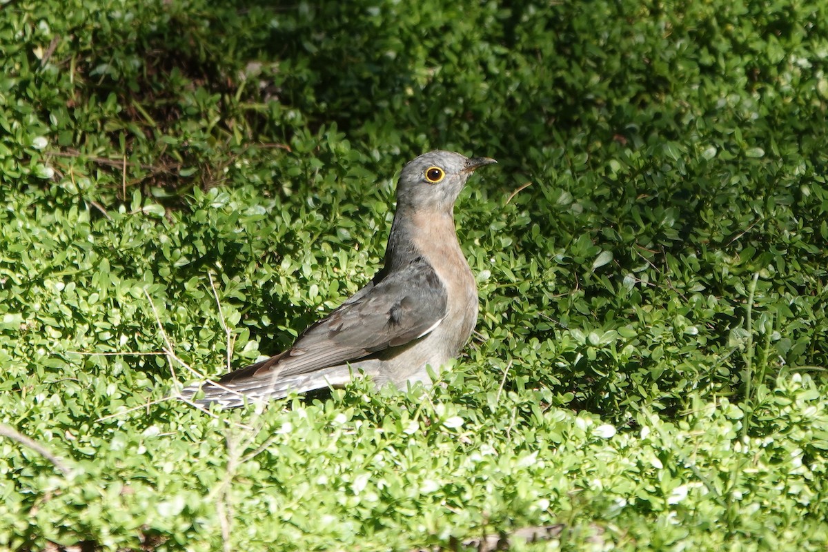 Fan-tailed Cuckoo - ML618601099