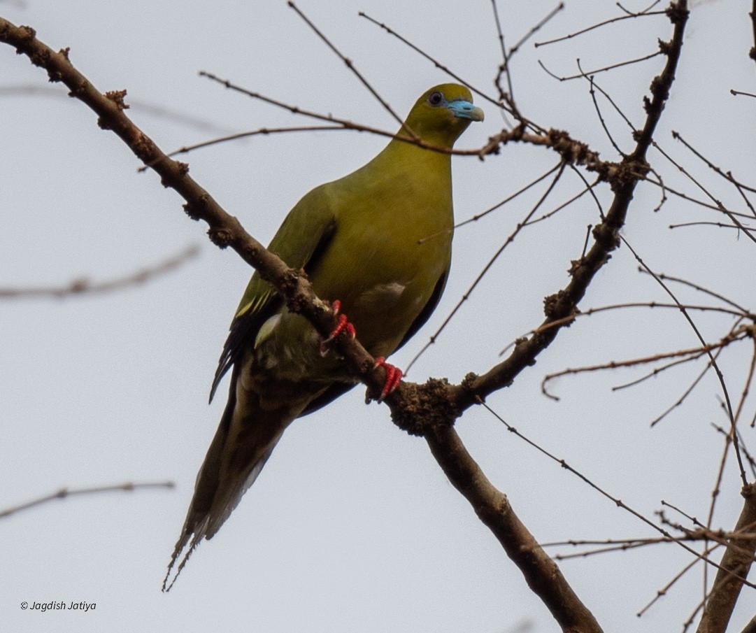Pin-tailed Green-Pigeon - ML618601123