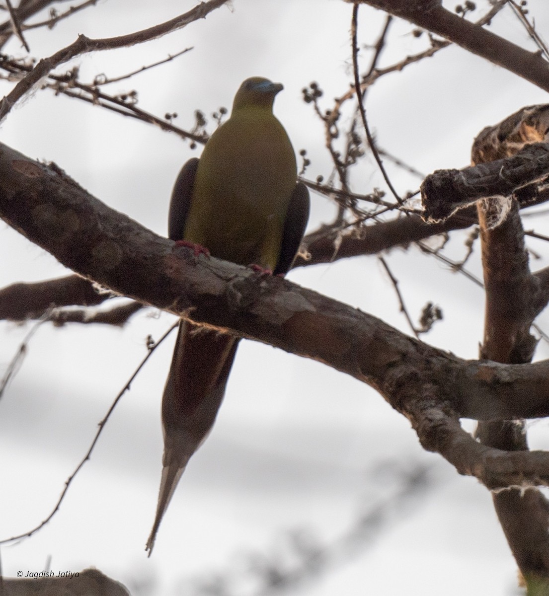 Pin-tailed Green-Pigeon - ML618601124
