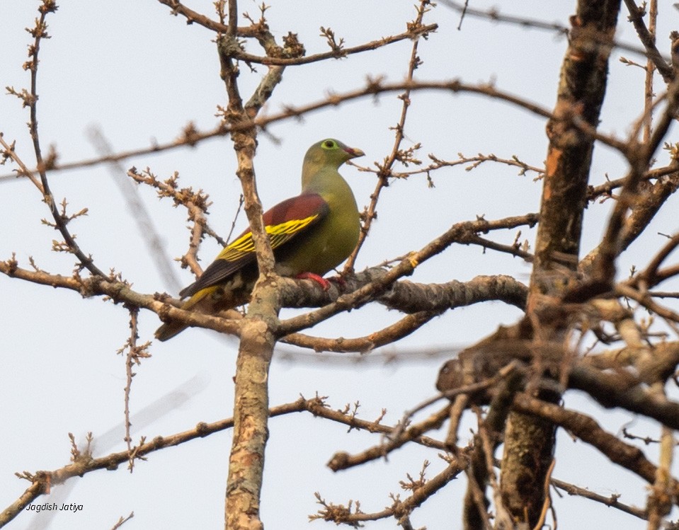 Thick-billed Green-Pigeon - Jagdish Jatiya