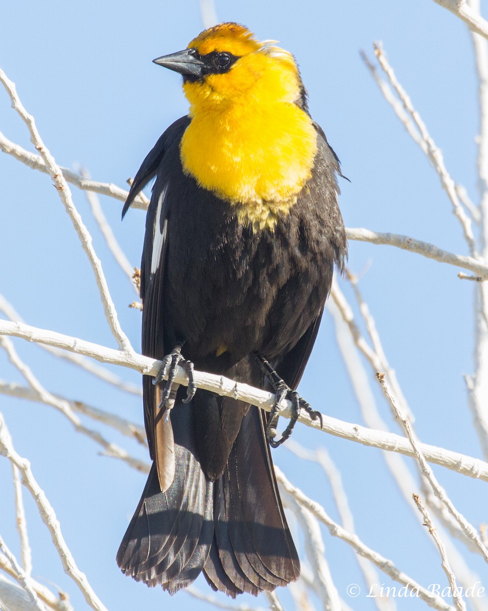 Yellow-headed Blackbird - ML618601220