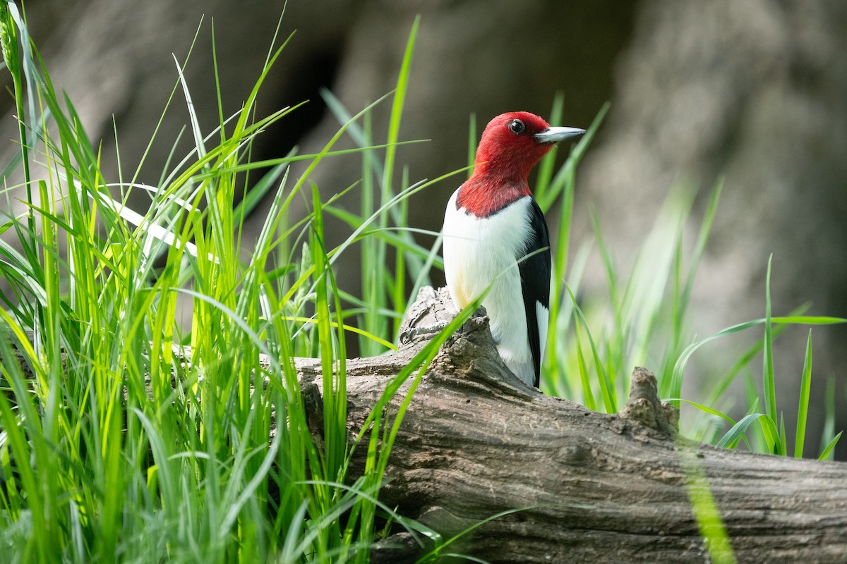 Red-headed Woodpecker - ML618601251