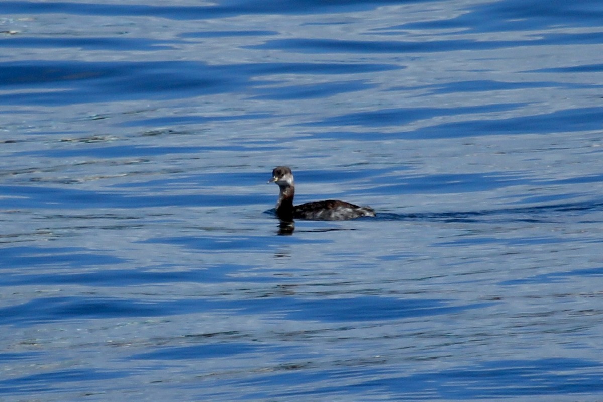 Red-necked Grebe - ML618601252