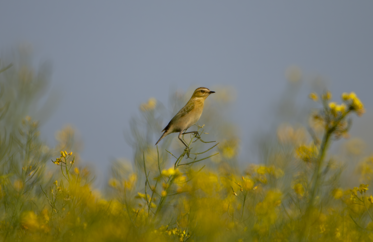 Whinchat - ML618601253