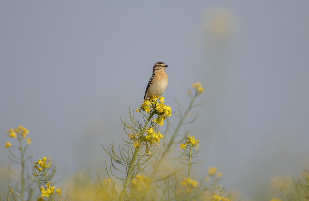 Whinchat - ML618601254