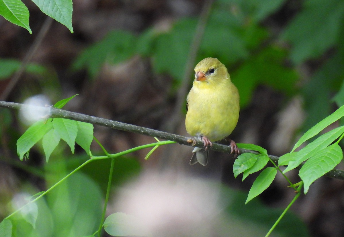 American Goldfinch - Corvus 𓄿