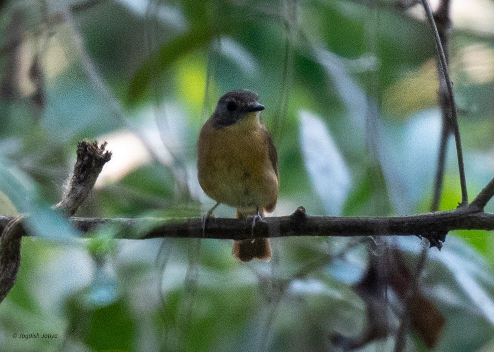Pale-chinned Flycatcher - ML618601264