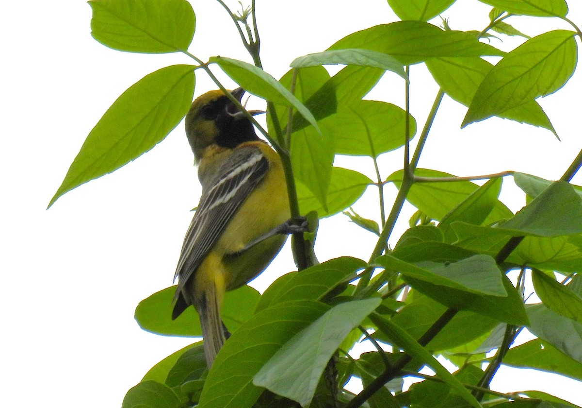 Orchard Oriole - ML618601265