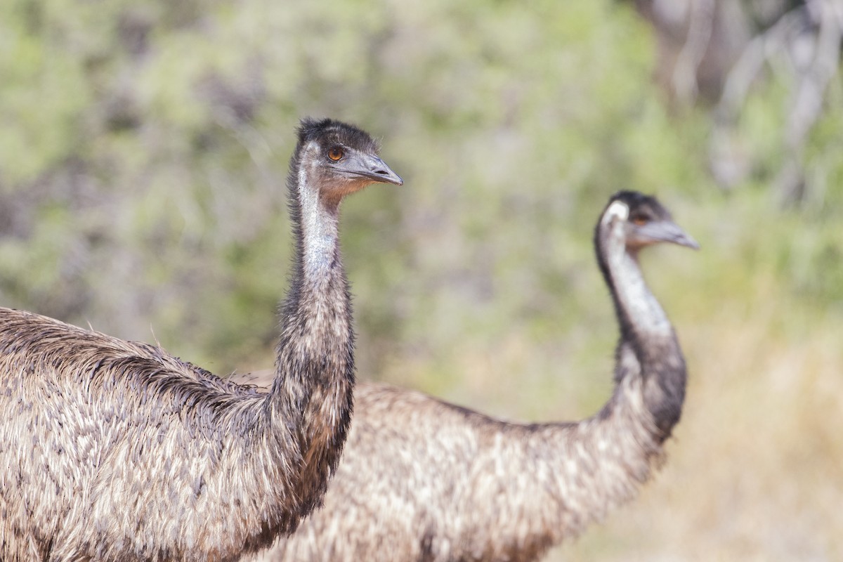 emu hnědý - ML618601271