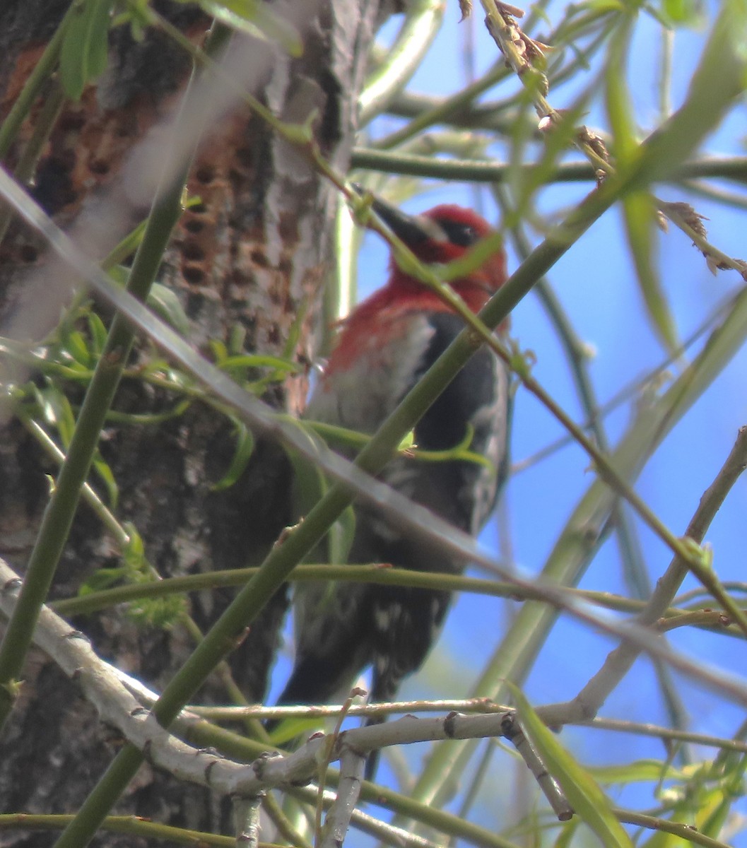 Red-breasted Sapsucker - ML618601353