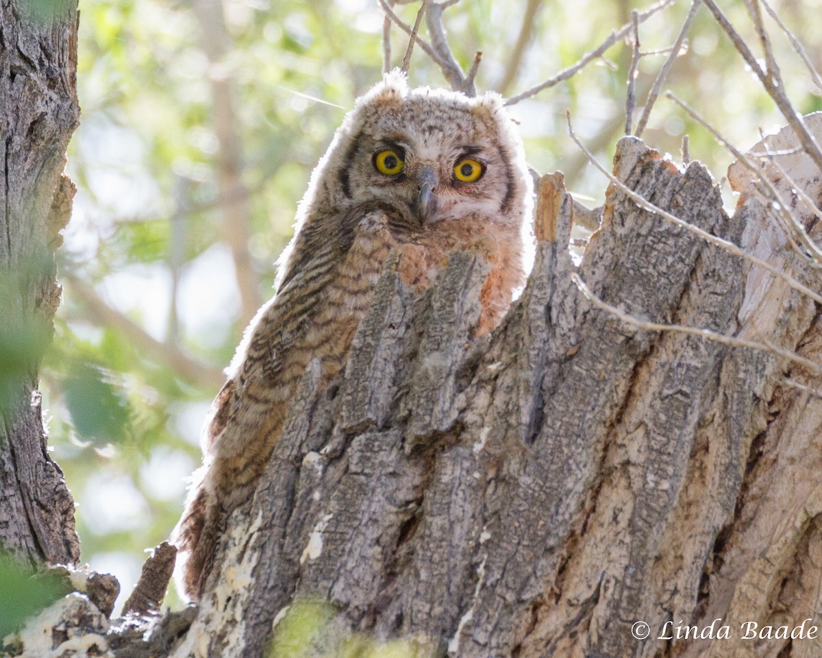 Great Horned Owl - ML618601368