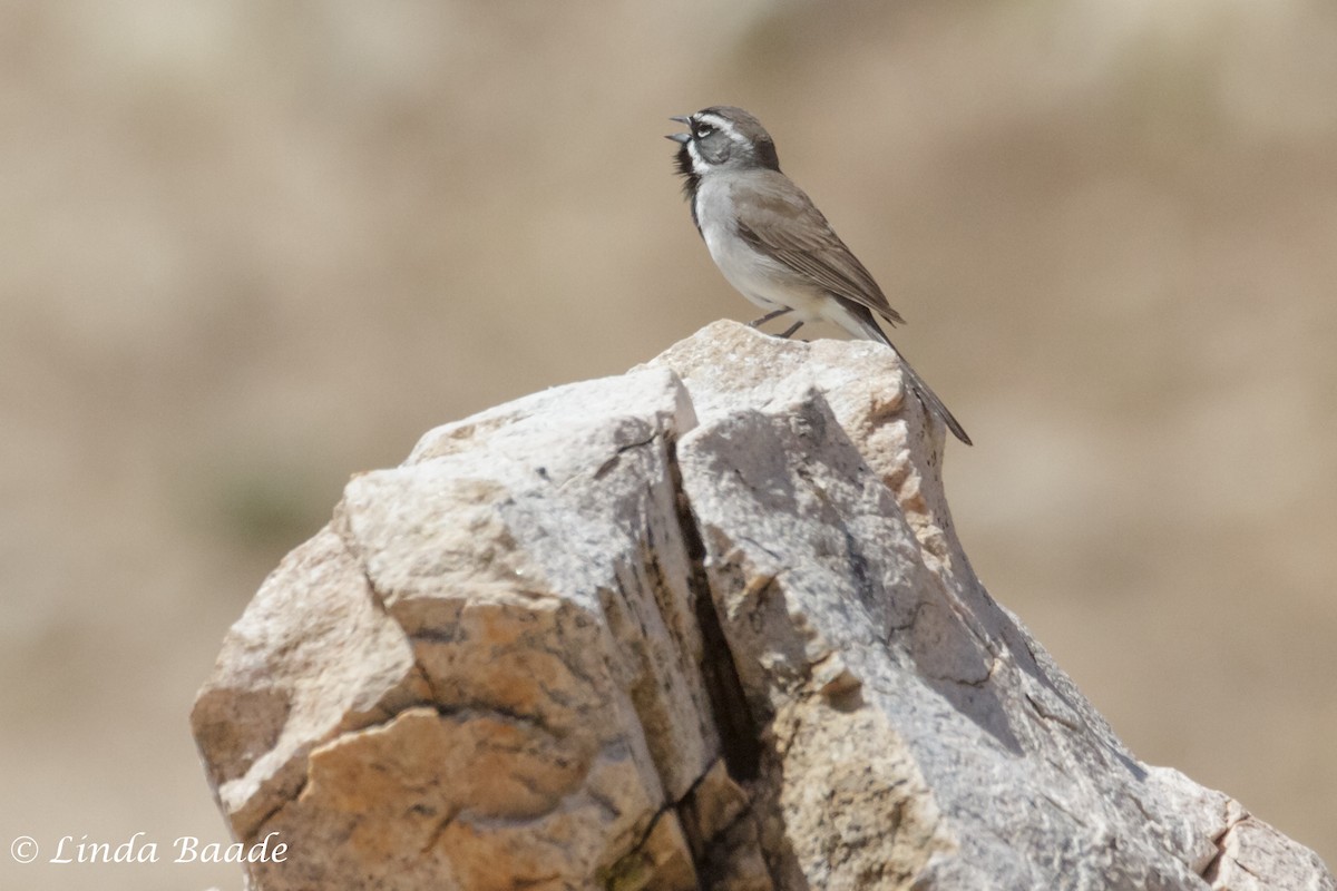 Black-throated Sparrow - ML618601386