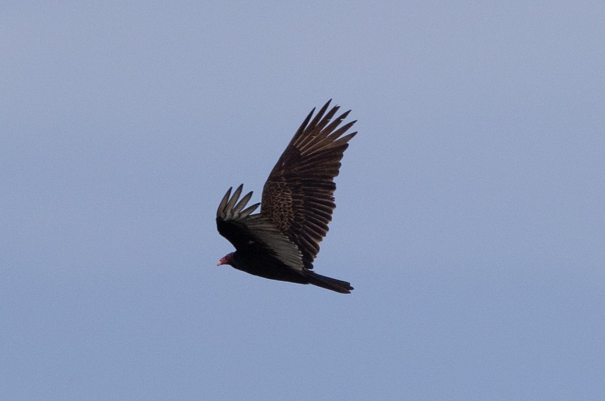 Turkey Vulture - ML618601448