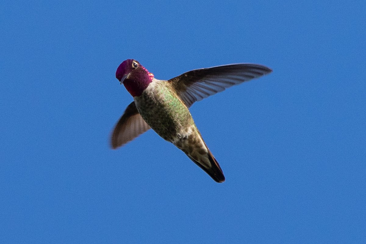 Anna's Hummingbird - ML618601459