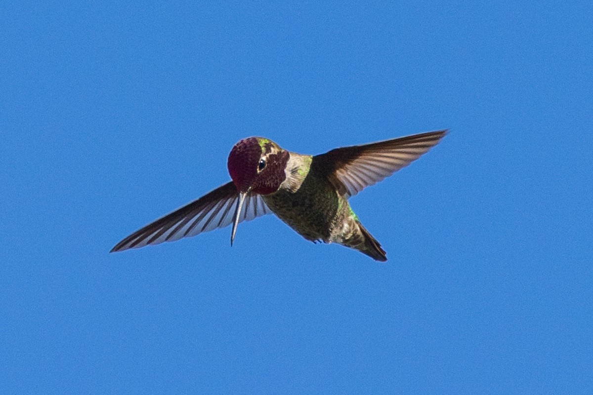 Anna's Hummingbird - ML618601460