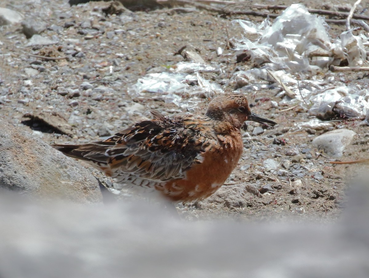 Red Knot - ML618601475