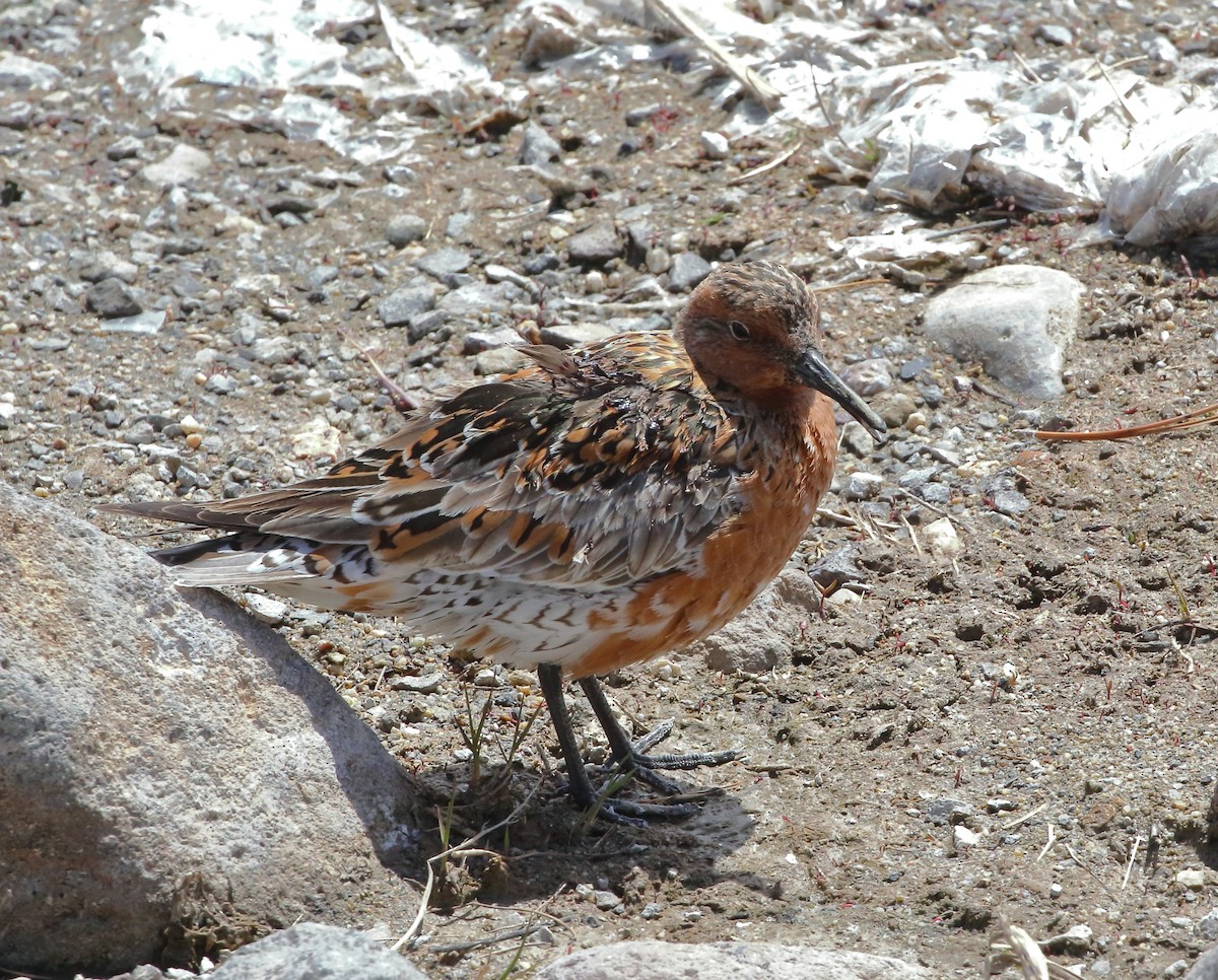Red Knot - ML618601476