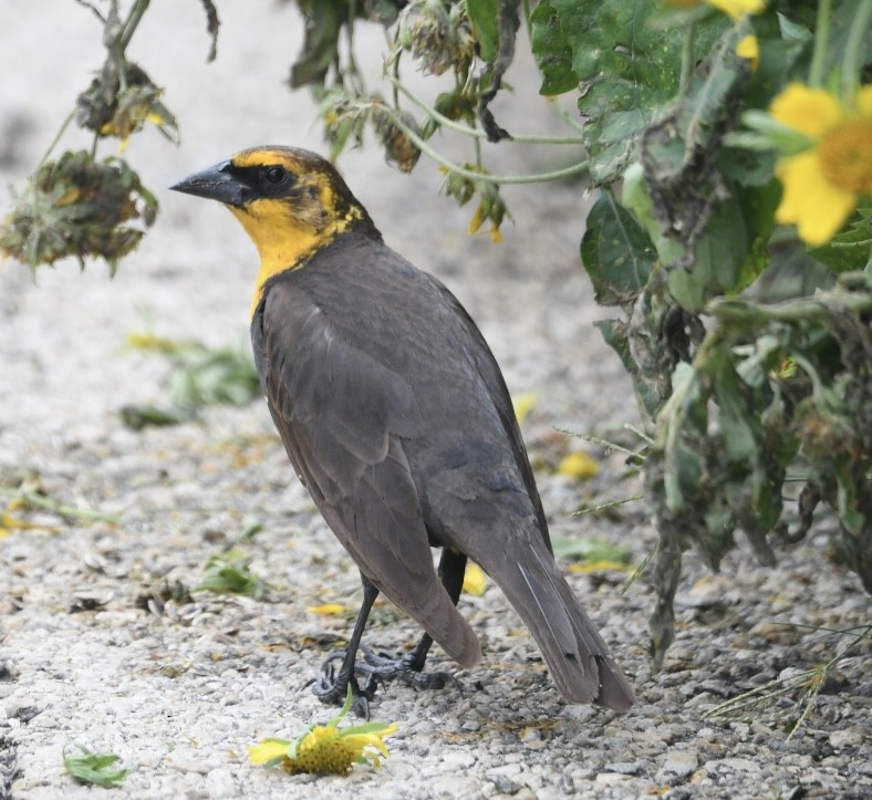 Yellow-headed Blackbird - ML618601479