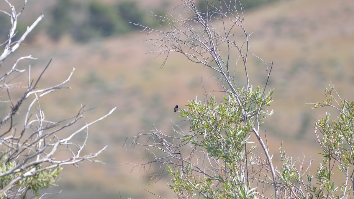 Costa's Hummingbird - ML618601484