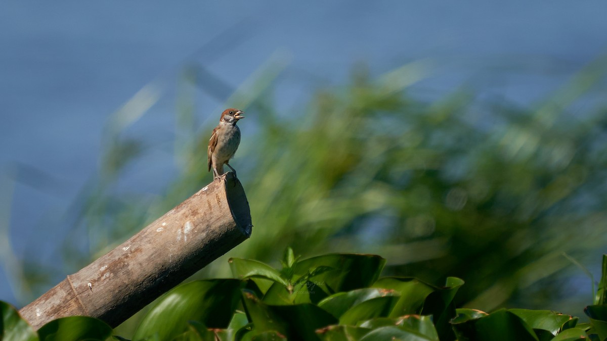 Eurasian Tree Sparrow - Nico Cajigal