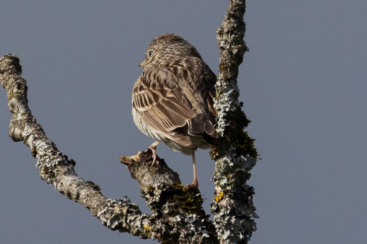 Vesper Sparrow - ML618601503