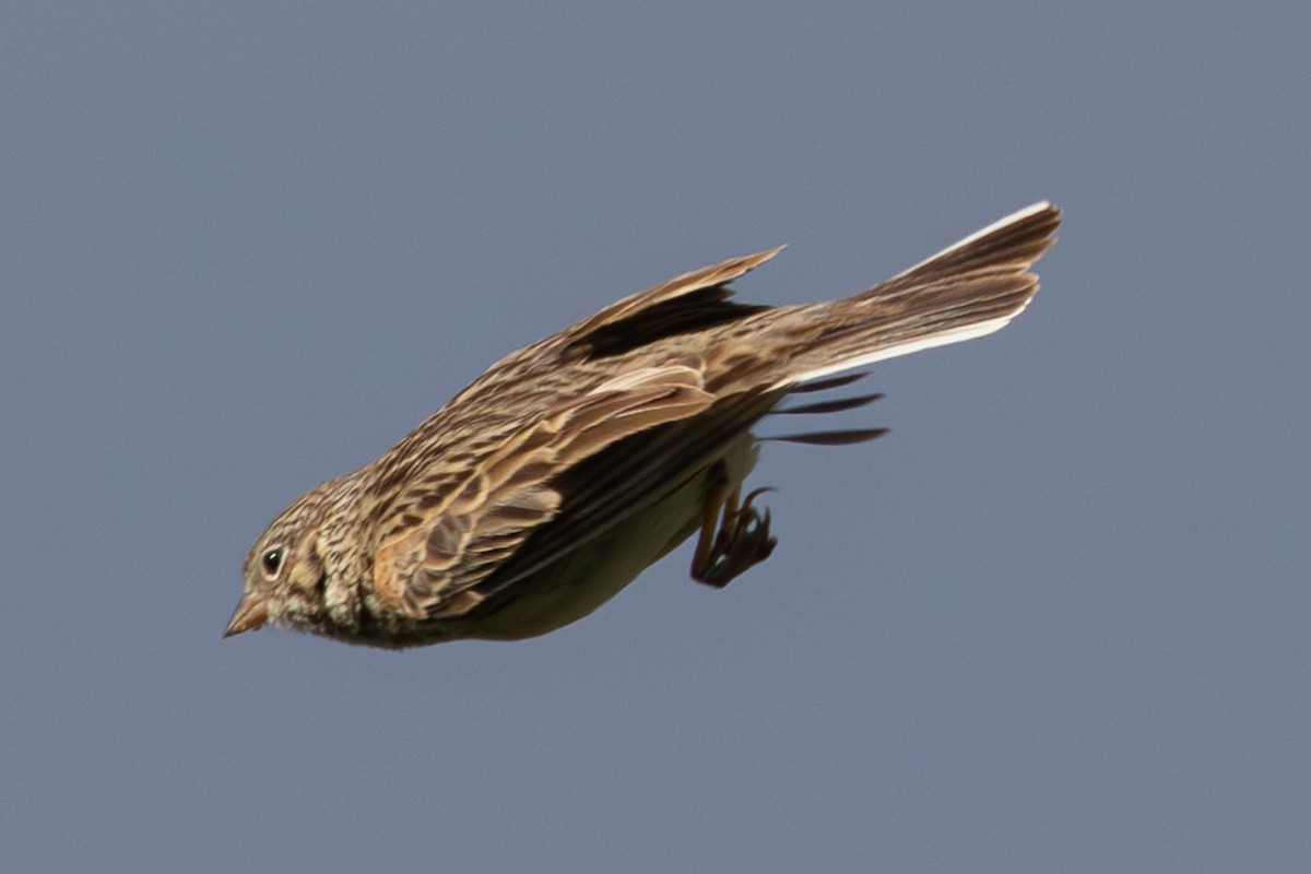 Vesper Sparrow - ML618601508