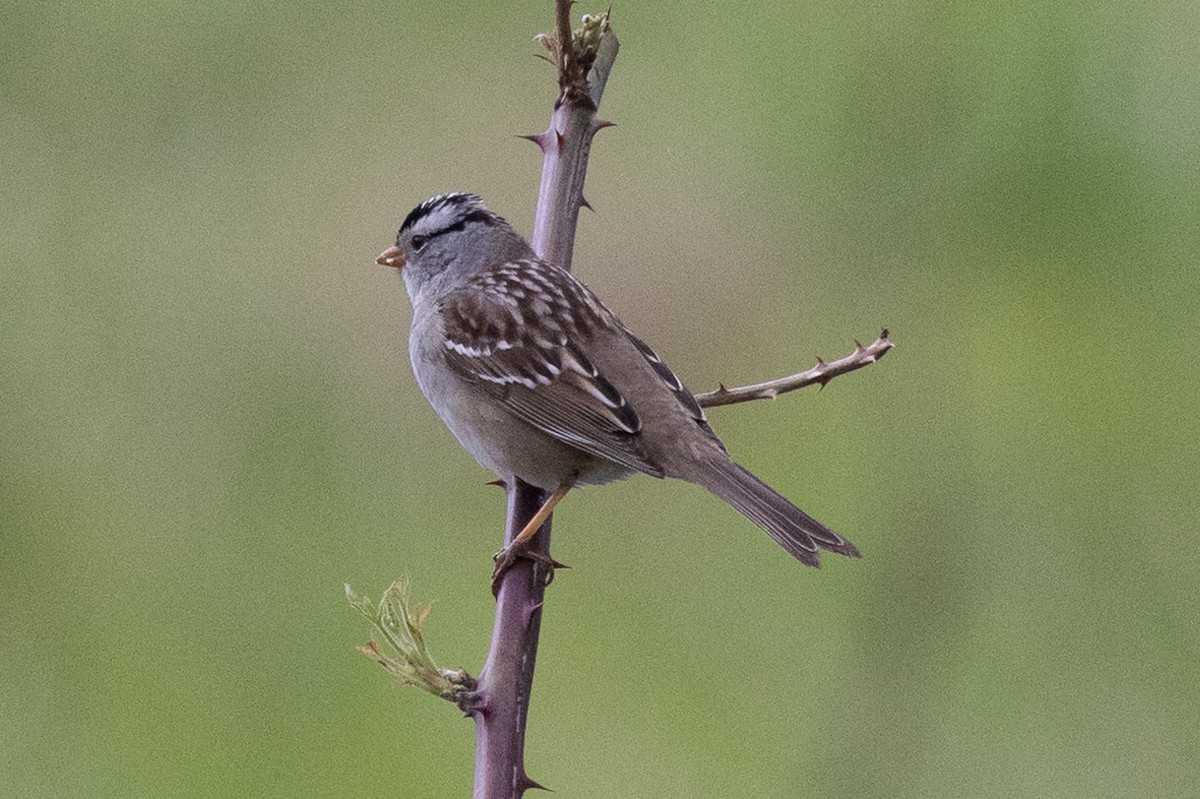 White-crowned Sparrow - ML618601511