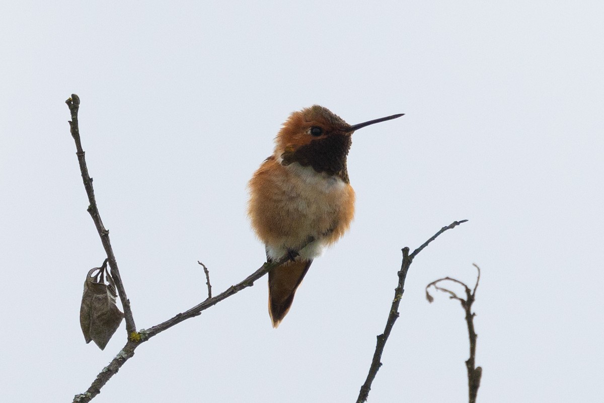 Rufous Hummingbird - ML618601516