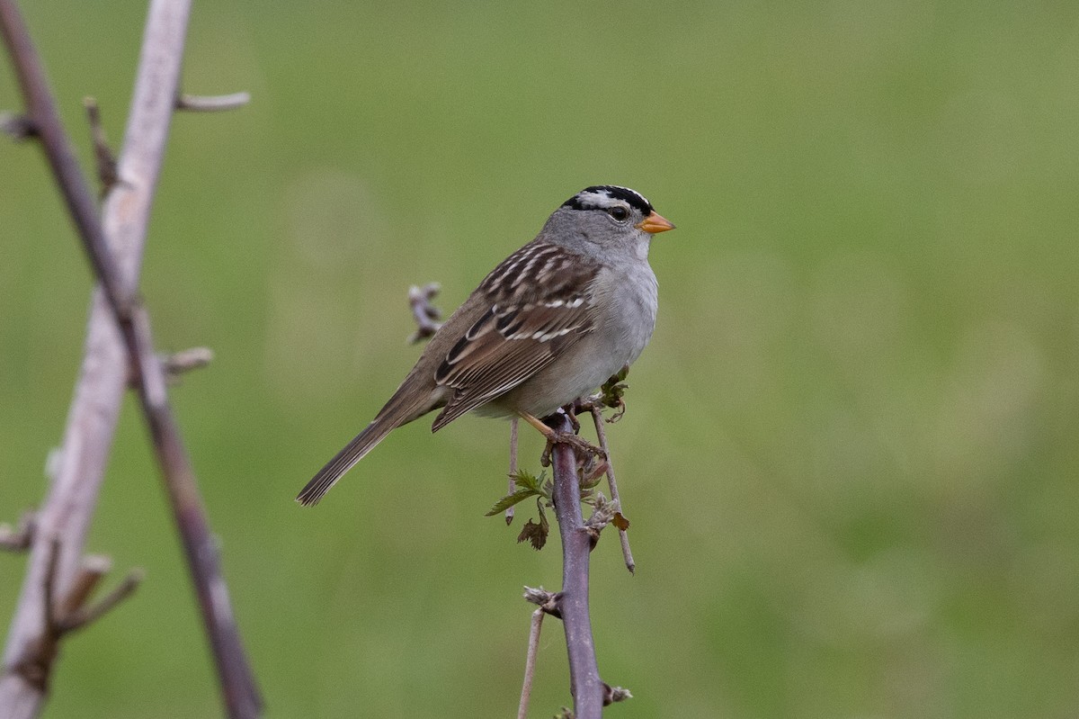 White-crowned Sparrow - ML618601525