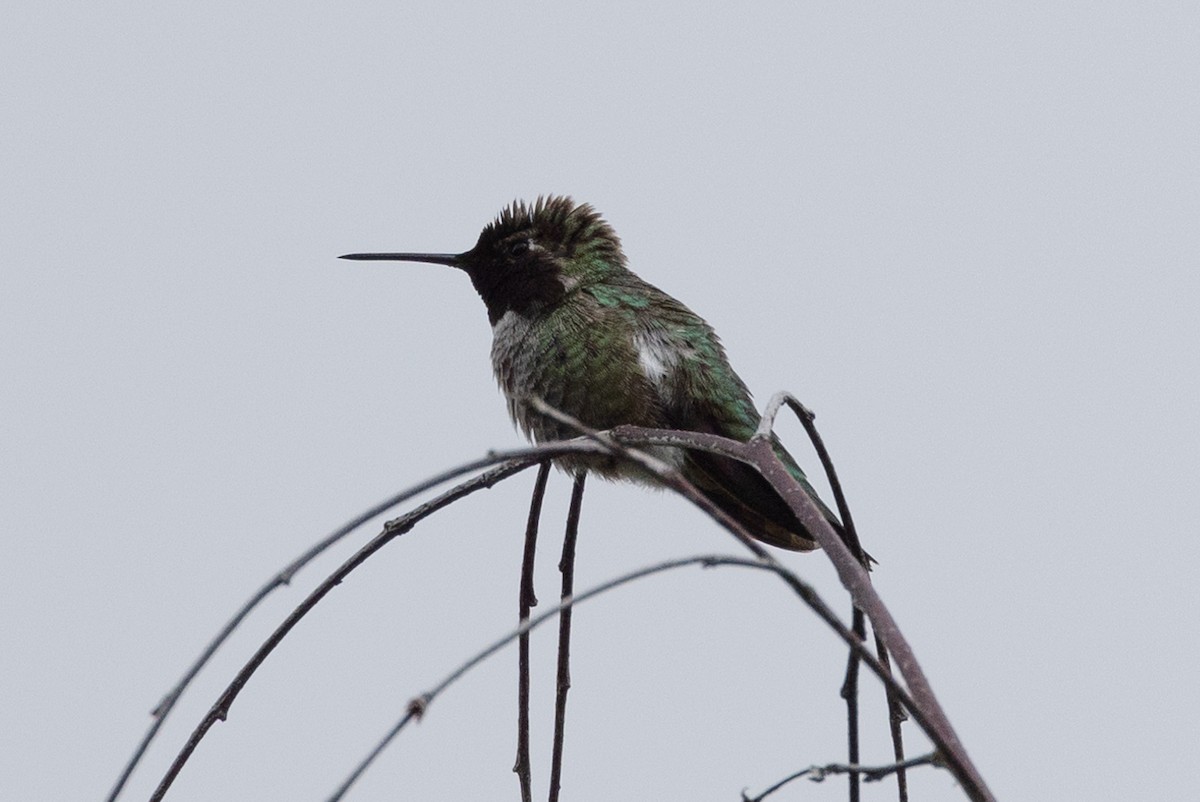 Anna's Hummingbird - ML618601535