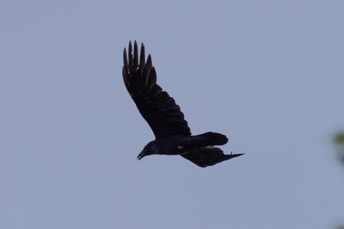 Common Raven - ML618601551