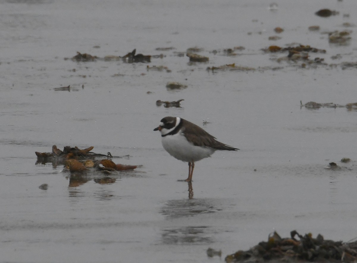 Semipalmated Plover - ML618601570