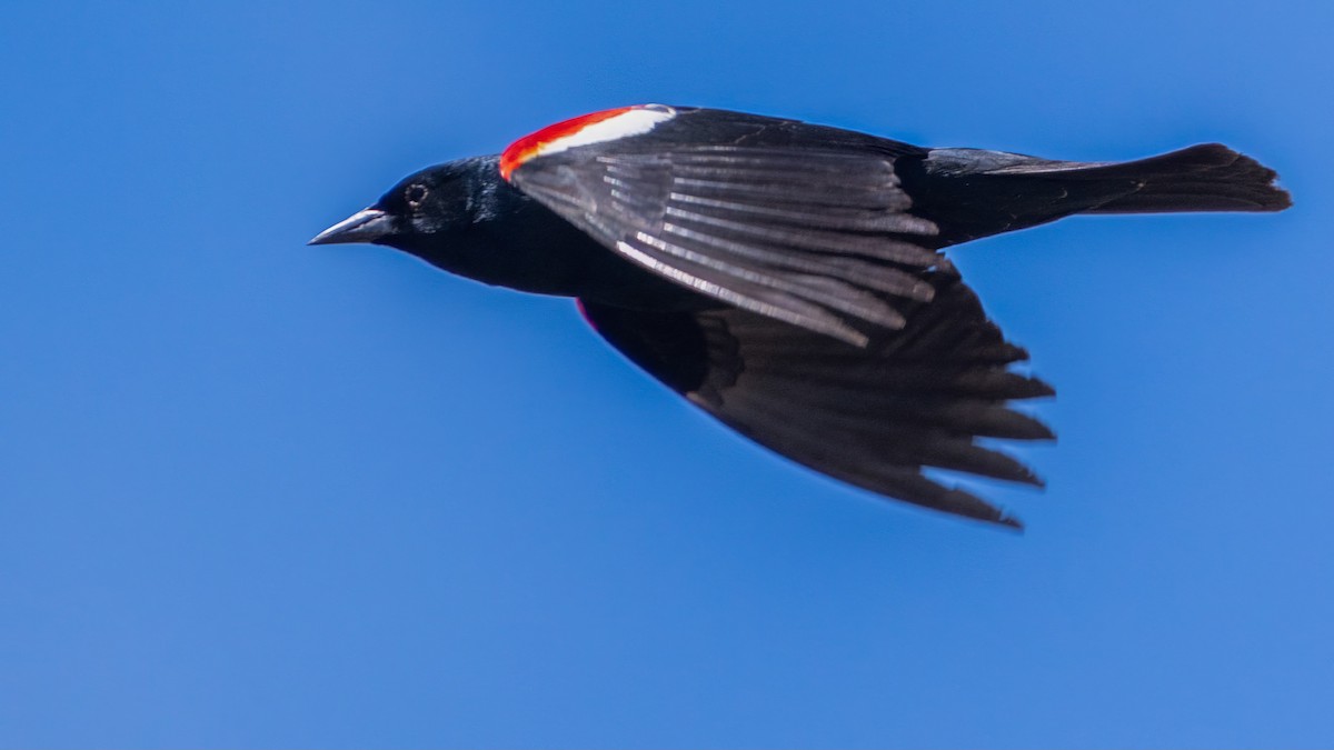 Tricolored Blackbird - ML618601595
