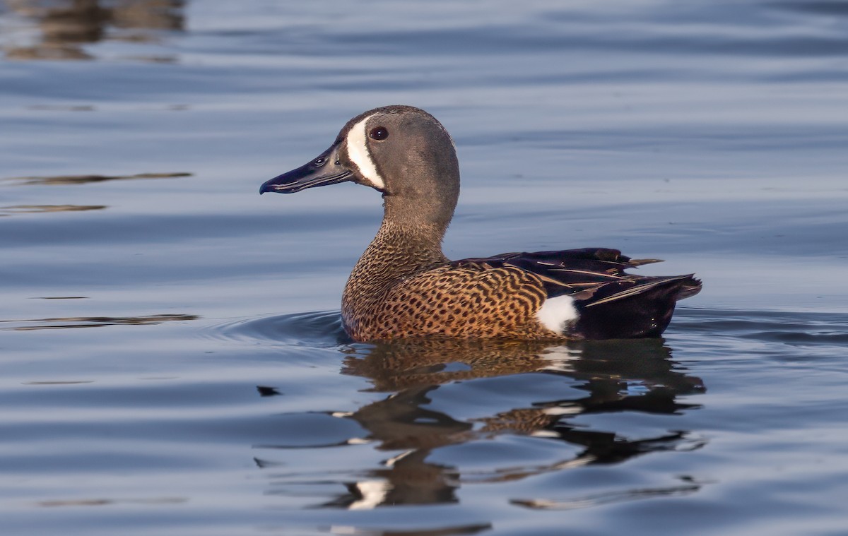 Blue-winged Teal - ML618601674