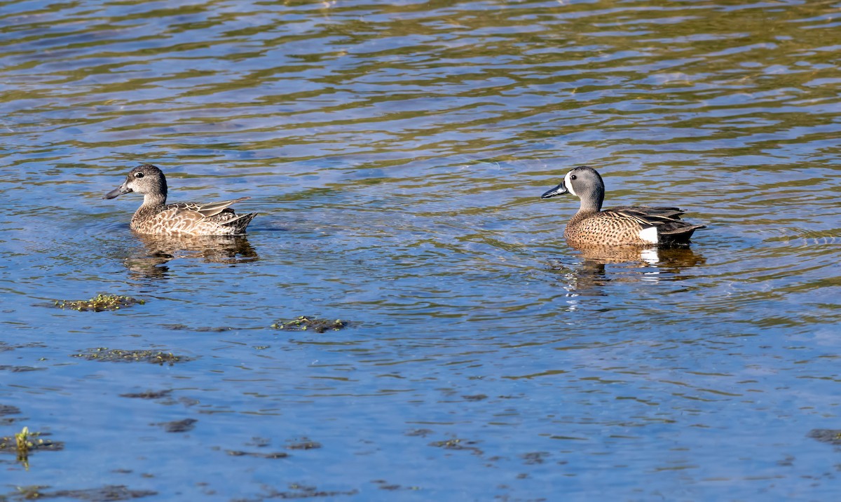 Blue-winged Teal - ML618601675