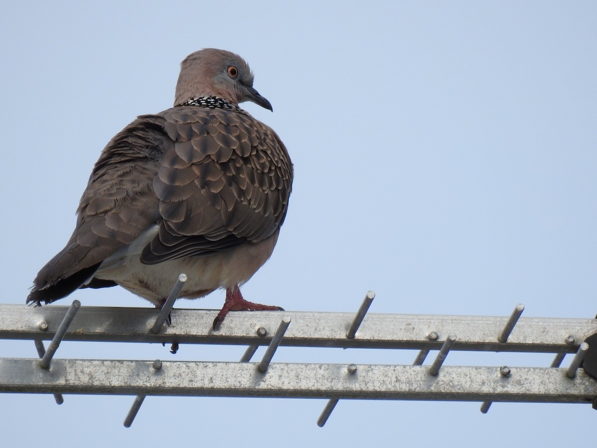 Spotted Dove - ML618601678