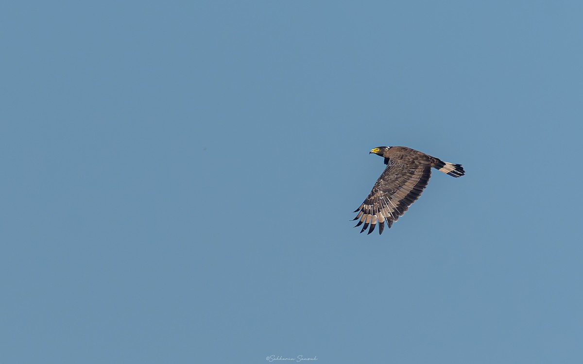 Crested Serpent-Eagle - ML618601698