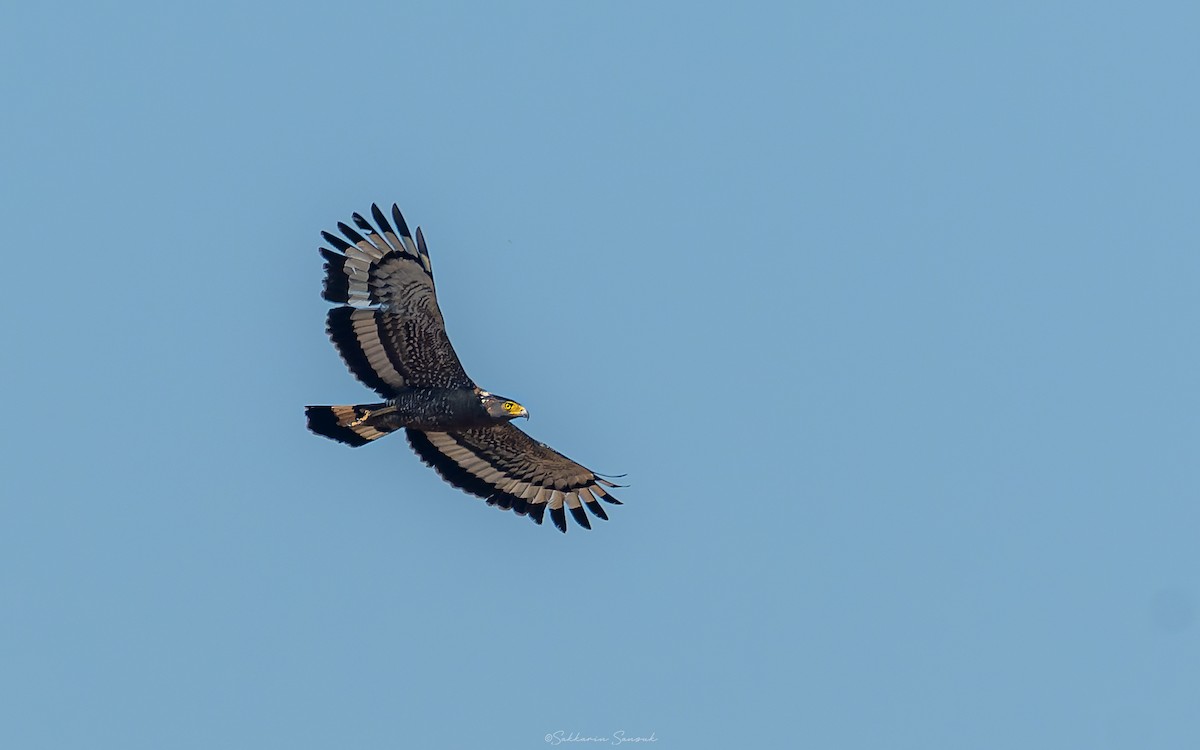 Crested Serpent-Eagle - ML618601699