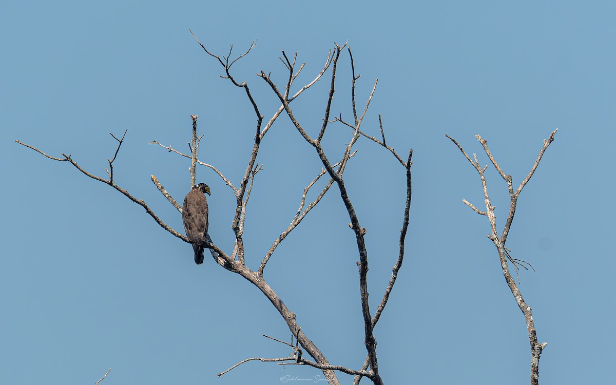 Crested Serpent-Eagle - ML618601700