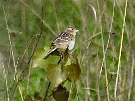 Grasshopper Sparrow - ML618601711