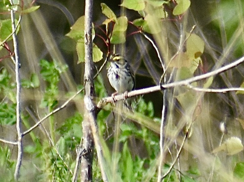 Savannah Sparrow - ML618601752