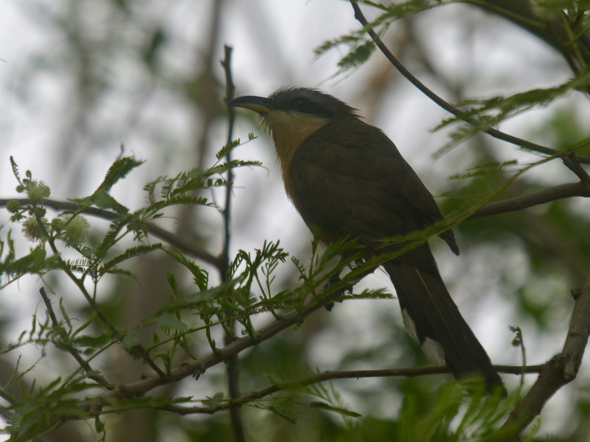 Mangrove Cuckoo - ML618601754
