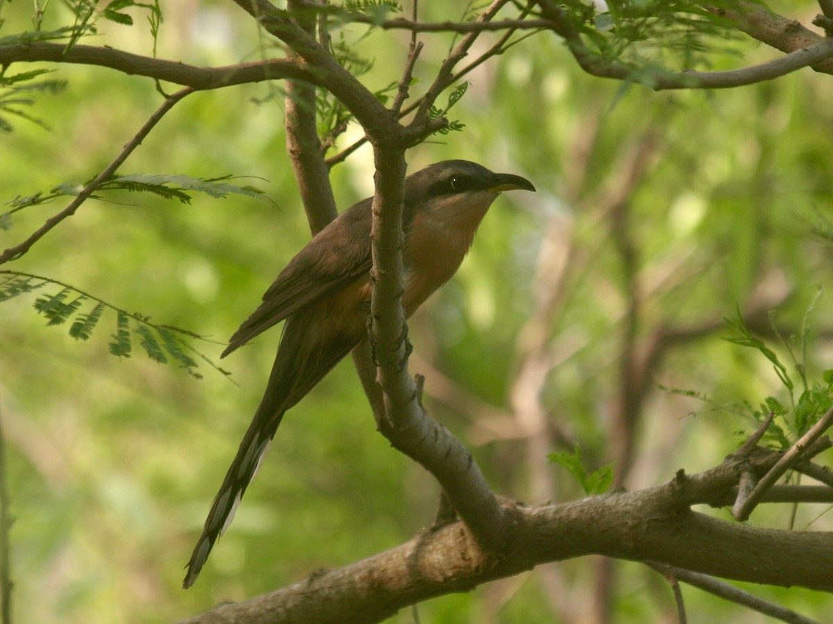 Mangrove Cuckoo - ML618601759