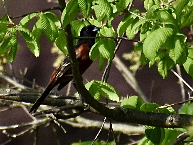 Orchard Oriole - ML618601773