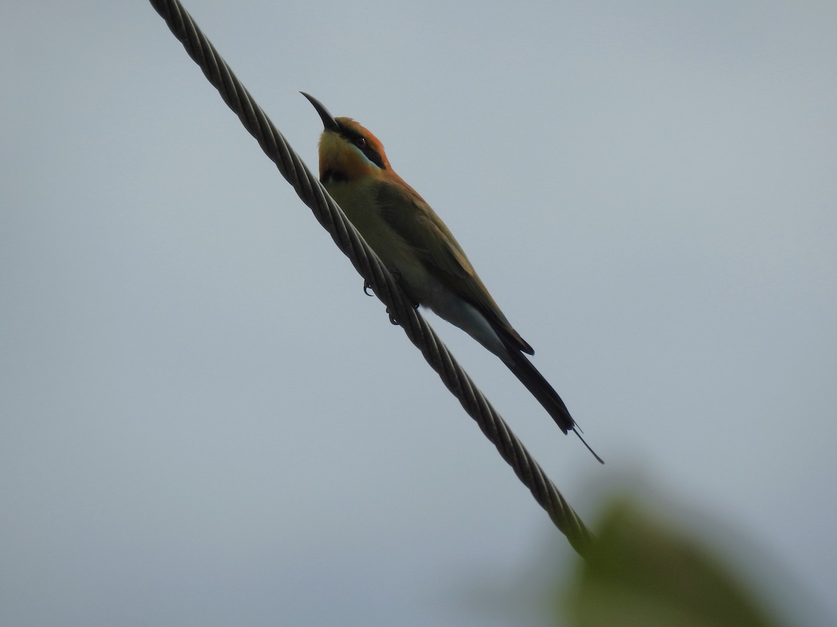 Rainbow Bee-eater - ML618601774