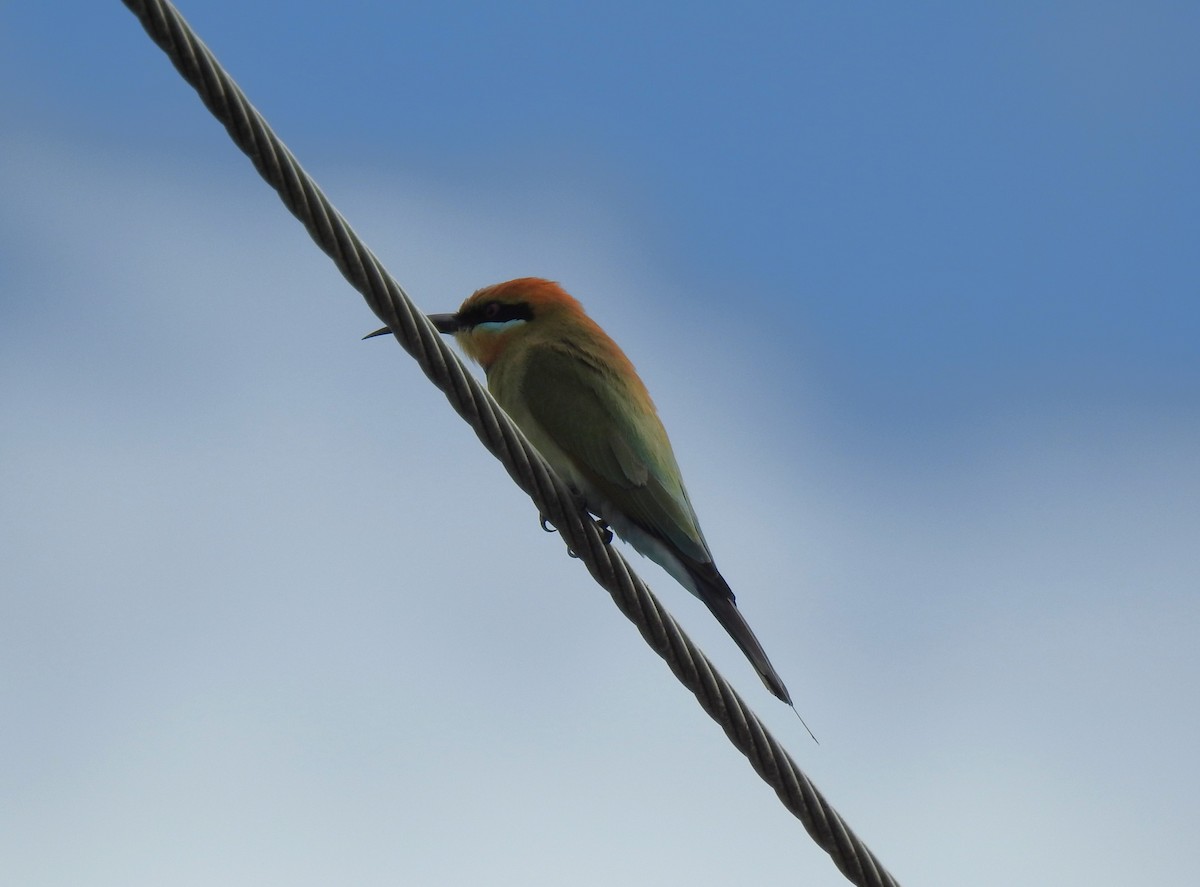 Rainbow Bee-eater - ML618601778