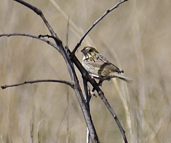 Henslow's Sparrow - ML618601801