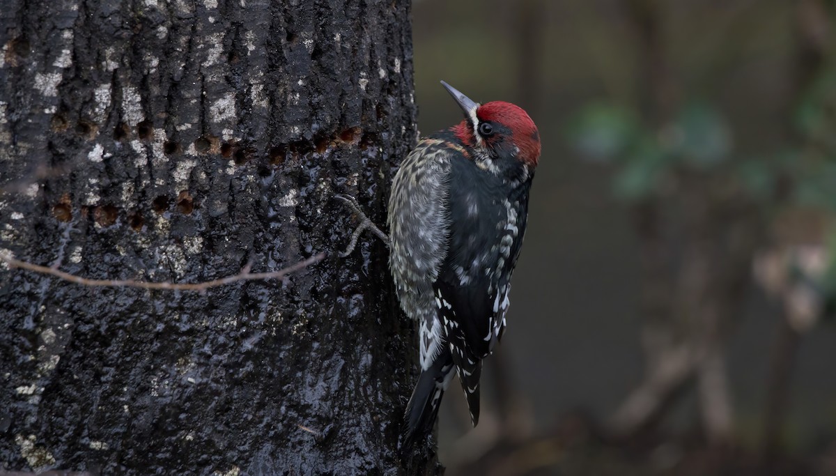 Red-breasted Sapsucker - ML618601812