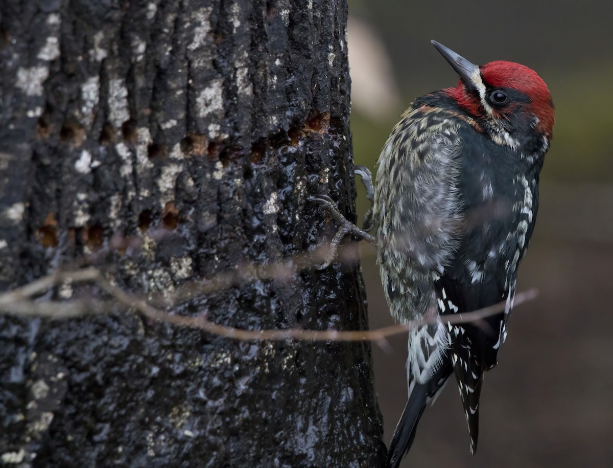 Red-breasted Sapsucker - ML618601819