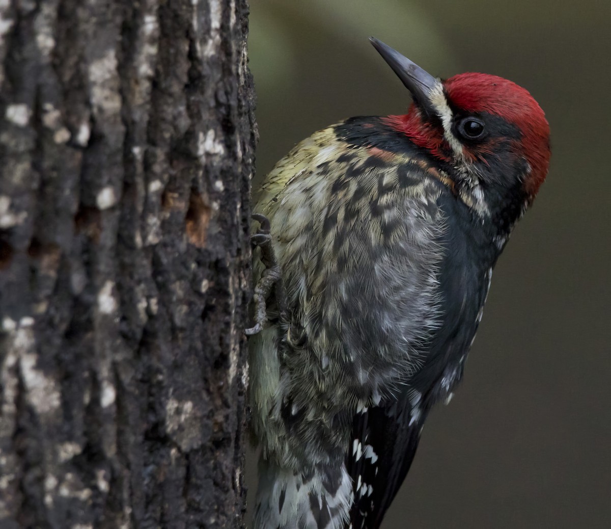 Red-breasted Sapsucker - ML618601820